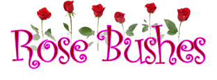 Rose Bushes