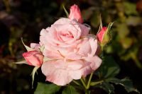 pink rose