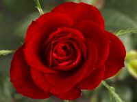 small red rose