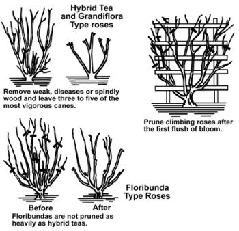 pruning roses