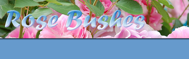 Rose Bushes logo