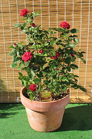 red rose bush potted