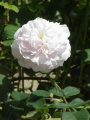 white rose