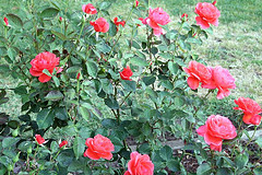 Red Rose Bush