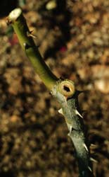 Rose Cane Borer Damage to Rose